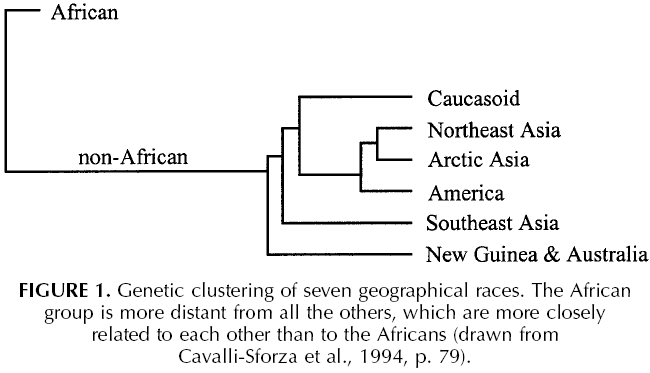 Genetic clustering of seven geographical races. The African group is more distant from all the others, which are more closely related to each other than to the Africans (drawn from Cavalli-Sforza et al., 1994, p. 79).